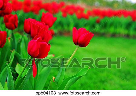 park, flower, flower garden, day, living thing, creature View Large Photo Image Stock Image - park, flower, flower garden, day, living thing, creature. Fotosearch