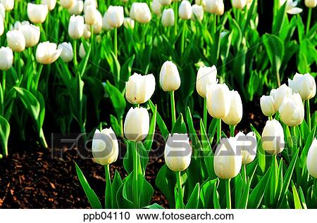 park, flower, flower garden, day, living thing, creature View Large Photo Image Stock Image - park, flower, flower garden, day, living thing, creature. Fotosearch