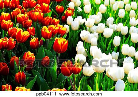 park, flower, flower garden, day, living thing, creature View Large Photo Image Stock Image - park, flower, flower garden, day, living thing, creature. Fotosearch