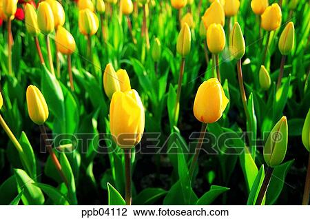 park, flower, flower garden, day, living thing, creature View Large Photo Image Stock Image - park, flower, flower garden, day, living thing, creature. Fotosearch