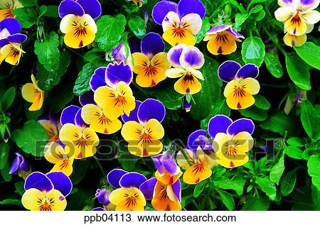 Stock Image - park, flower, flower garden, day, living thing, creature. Fotosearch