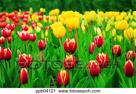 park, flower, flower garden, day, living thing, creature View Large Photo Image Stock Image - park, flower, flower garden, day, living thing, creature. Fotosearch