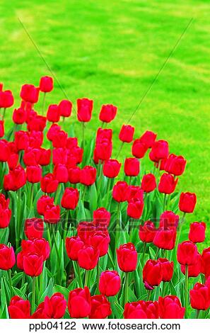 park, flower, flower garden, day, living thing, creature View Large Photo Image Stock Image - park, flower, flower garden, day, living thing, creature. Fotosearch