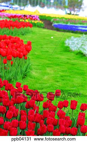 Stock Image - park, flower, flower garden, day, living thing, creature. Fotosearch