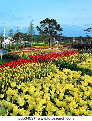 park, flower, flower garden, day, living thing, creature View Large Photo Image Stock Photo - park, flower, flower garden, day, living thing, creature. Fotosearch