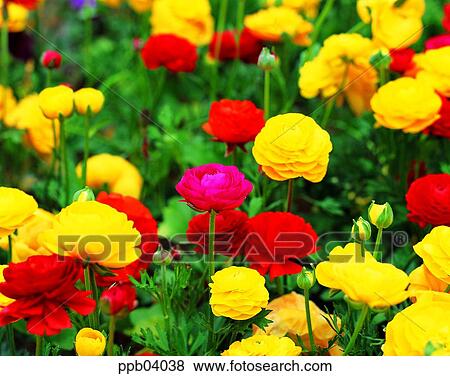 park, flower, flower garden, day, Ranunculus, living thing View Large Photo Image Stock Photo - park, flower, flower garden, day, Ranunculus, living thing. Fotosearch
