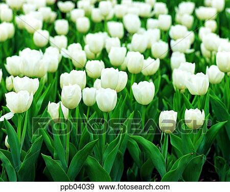 park, flower, flower garden, day, living thing, creature View Large Photo Image Stock Photo - park, flower, flower garden, day, living thing, creature. Fotosearch