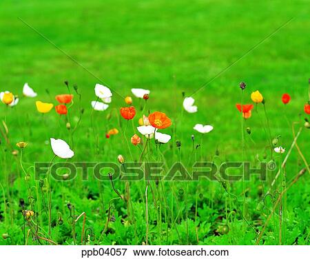 park, flower, flower garden, day, living thing, creature View Large Photo Image Stock Photo - park, flower, flower garden, day, living thing, creature. Fotosearch