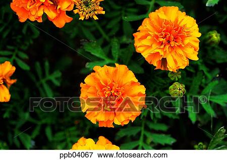 park, flower, flower garden, day, living thing, creature View Large Photo Image Stock Photo - park, flower, flower garden, day, living thing, creature. Fotosearch
