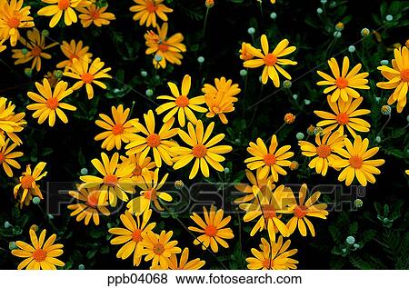 park, flower, flower garden, day, yellow flower, living thing View Large Photo Image Stock Photo - park, flower, flower garden, day, yellow flower, living thing. Fotosearch