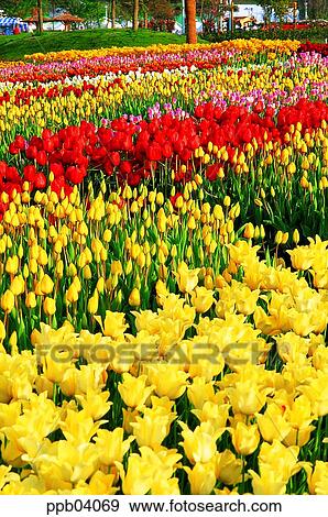 Stock Photo - park, flower, flower garden, day, living thing, creature. Fotosearch