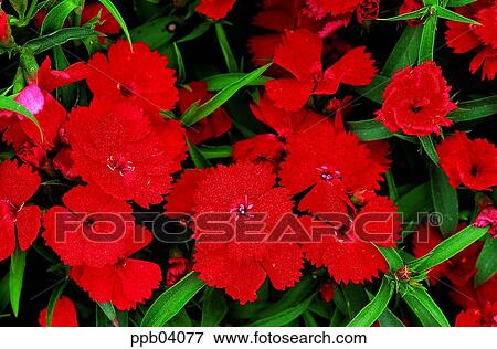 park, flower, flower garden, day, living thing, creature View Large Photo Image Stock Photo - park, flower, flower garden, day, living thing, creature. Fotosearch