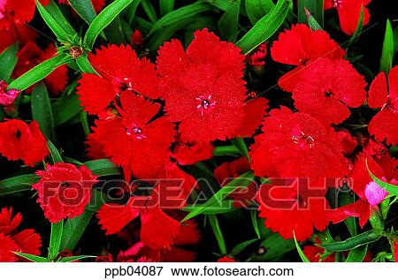 park, flower, flower garden, day, living thing, creature View Large Photo Image Stock Photo - park, flower, flower garden, day, living thing, creature. Fotosearch