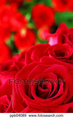 park, flower, flower garden, day, living thing, creature View Large Photo Image Stock Photo - park, flower, flower garden, day, living thing, creature. Fotosearch