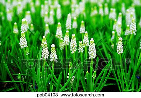park, flower, flower garden, day, living thing, creature View Large Photo Image Stock Photo - park, flower, flower garden, day, living thing, creature. Fotosearch