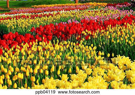 park, flower, flower garden, day, living thing, creature View Large Photo Image Stock Photo - park, flower, flower garden, day, living thing, creature. Fotosearch