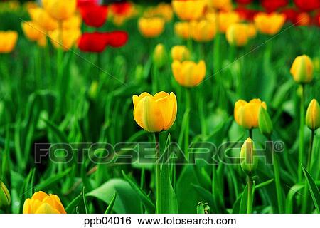park, flower, flower garden, day, living thing, creature View Large Photo Image Stock Photograph - park, flower, flower garden, day, living thing, creature. Fotosearch