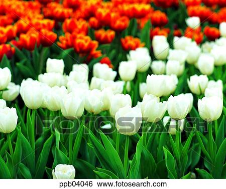 Stock Photograph - park, flower, flower garden, day, living thing, creature. Fotosearch