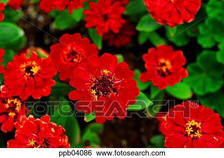 Stock Photograph - park, flower, flower garden, day, crape-myrtle, living thing. Fotosearch