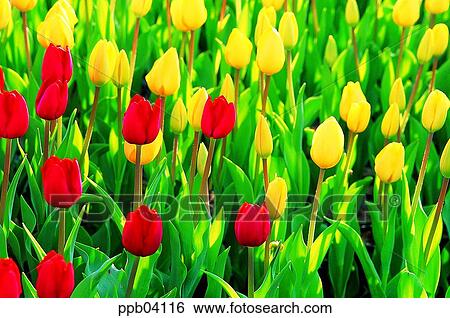 Stock Photograph - park, flower, flower garden, day, living thing, creature. Fotosearch
