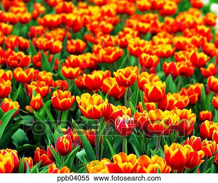 Stock Photography - park, flower, flower garden, day, living thing, creature. Fotosearch
