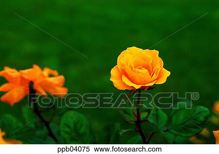 park, flower, flower garden, day, living thing, creature View Large Photo Image Stock Photography - park, flower, flower garden, day, living thing, creature. Fotosearch
