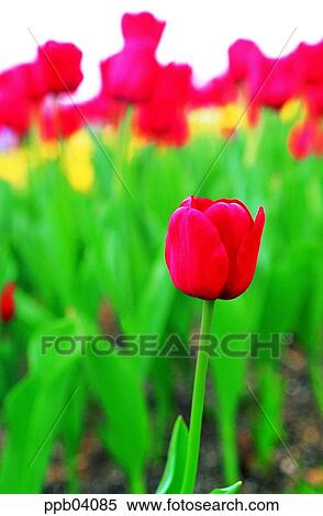 park, flower, flower garden, day, living thing, creature View Large Photo Image Stock Photography - park, flower, flower garden, day, living thing, creature. Fotosearch