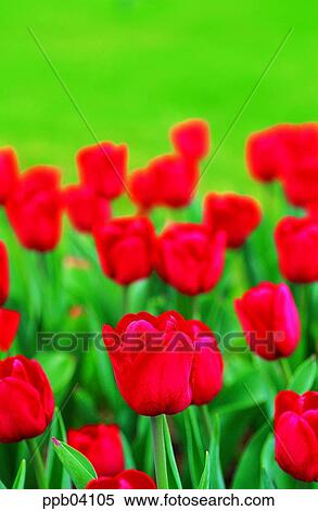 park, flower, flower garden, day, living thing, creature View Large Photo Image Stock Photography - park, flower, flower garden, day, living thing, creature. Fotosearch