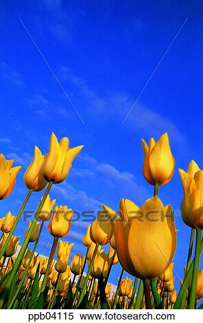 park, flower, flower garden, day, living thing, creature View Large Photo Image Stock Photography - park, flower, flower garden, day, living thing, creature. Fotosearch