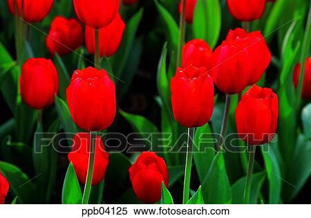 park, flower, flower garden, day, living thing, creature View Large Photo Image Stock Photography - park, flower, flower garden, day, living thing, creature. Fotosearch