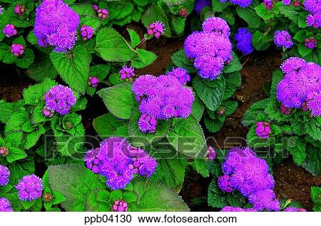 park, flower garden, day, purple flower, living thing, creature View Large Photo Image Stock Image - park, flower garden, day, purple flower, living thing, creature. Fotosearch