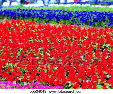 park, scarlet sage, flower, flower garden, day, scarlet sage View Large Photo Image Stock Photo - park, scarlet sage, flower, flower garden, day, scarlet sage. Fotosearch