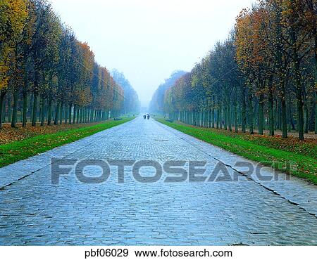 street tree, autumn, fall, season, park, parkway, sightseeing View Large Photo Image Stock Photo - street tree, autumn, fall, season, park, parkway, sightseeing. Fotosearch