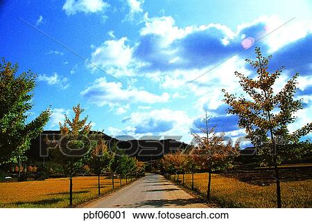 street tree, avenue, autumn, fall, traffic and street, traffic and road, traffic and way View Large Photo Image Stock Image - street tree, avenue, autumn, fall, traffic and street, traffic and road, traffic and way. Fotosearch