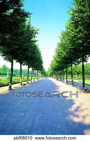 street tree, avenue, autumn, fall, traffic and street, traffic and road, traffic and way View Large Photo Image Stock Image - street tree, avenue, autumn, fall, traffic and street, traffic and road, traffic and way. Fotosearch