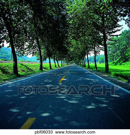 street tree, avenue, autumn, fall, traffic and street, traffic and road, traffic and way View Large Photo Image Stock Image - street tree, avenue, autumn, fall, traffic and street, traffic and road, traffic and way. Fotosearch
