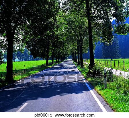 street tree, avenue, autumn, fall, traffic and street, traffic and road, traffic and way View Large Photo Image Stock Photography - street tree, avenue, autumn, fall, traffic and street, traffic and road, traffic and way. Fotosearch