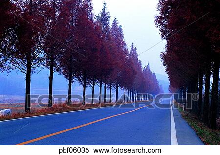 street tree, avenue, autumn, fall, season, traffic and street, traffic and road View Large Photo Image Stock Photography - street tree, avenue, autumn, fall, season, traffic and street, traffic and road. Fotosearch