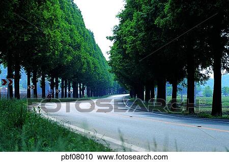 street tree, avenue, traffic and street, traffic and road, traffic and way, national road, national highway View Large Photo Image Stock Image - street tree, avenue, traffic and street, traffic and road, traffic and way, national road, national highway. Fotosearch