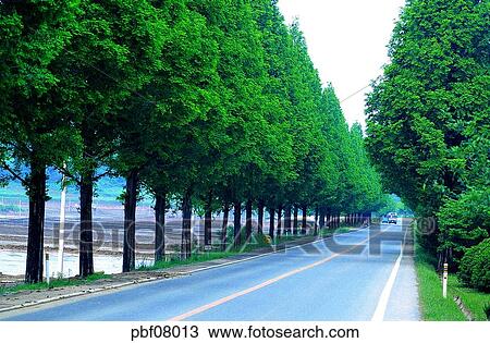 Stock Image - street tree, avenue, traffic and street, traffic and road, traffic and way, national road, national highway. Fotosearch