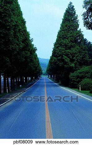 street tree, avenue, traffic and street, traffic and road, traffic and way, national road, national highway View Large Photo Image Stock Photo - street tree, avenue, traffic and street, traffic and road, traffic and way, national road, national highway. Fotosearch