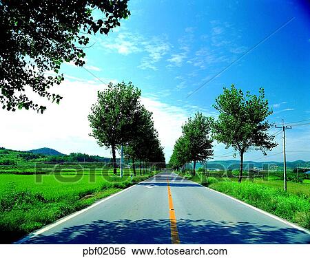 street tree, avenue, transportation, traffic, transit, traffic and street, traffic and road View Large Photo Image Stock Photograph - street tree, avenue, transportation, traffic, transit, traffic and street, traffic and road. Fotosearch