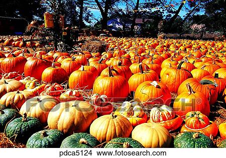 aged pumpkin, season, pumpkin, farm land, day, old pumpkin, autumn View Large Photo Image Picture - aged pumpkin, season, pumpkin, farm land, day, old pumpkin, autumn. Fotosearch