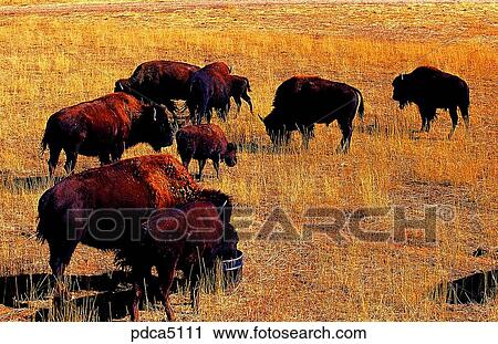day, animal, wild ox, bison, field, plain, America View Large Photo Image Stock Image - day, animal, wild ox, bison, field, plain, America. Fotosearch