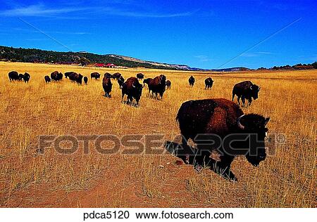 day, animal, wild ox, bison, field, plain, America View Large Photo Image Stock Image - day, animal, wild ox, bison, field, plain, America. Fotosearch