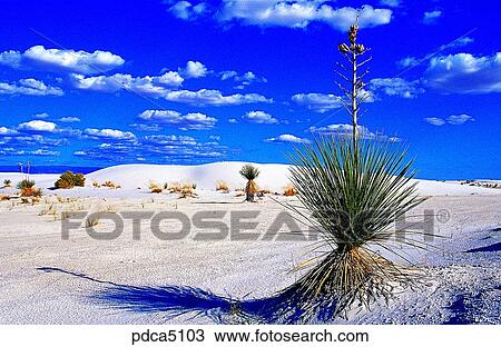 day, New Mexico, sandy desert, desert, sandy beach, sands, wave View Large Photo Image Stock Image - day, New Mexico, sandy desert, desert, sandy beach, sands, wave. Fotosearch