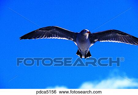 gull, day, animal, bird, outdoor, exterior View Large Photo Image Stock Photograph - gull, day, animal, bird, outdoor, exterior. Fotosearch