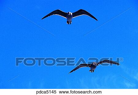 gull, day, animal, two, America, USA, Northern America View Large Photo Image Stock Photography - gull, day, animal, two, America, USA, Northern America. Fotosearch