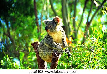 Stock Photo - day, animal, outdoor, exterior, Oceania, Australia. Fotosearch