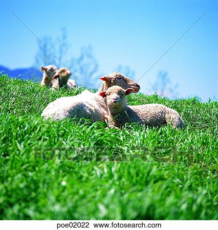 day, farm land, animal, field, field, plain, ranch View Large Photo Image Stock Image - day, farm land, animal, field, field, plain, ranch. Fotosearch